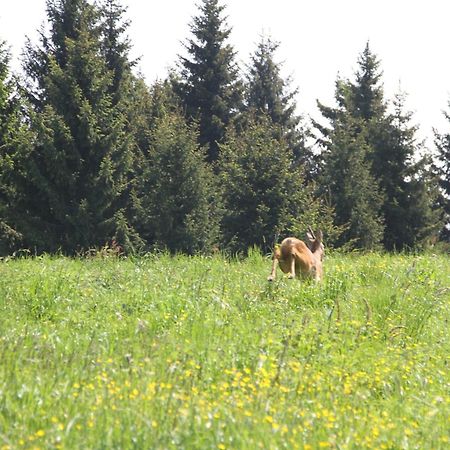 Puffele B&B Enego Zewnętrze zdjęcie