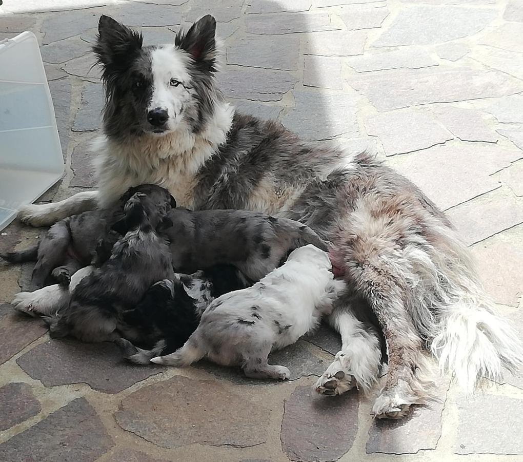 Puffele B&B Enego Zewnętrze zdjęcie